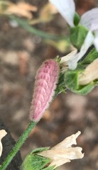 Callophrys augustinus