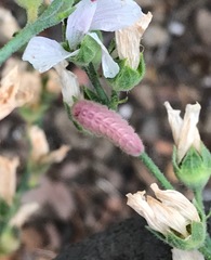 Callophrys augustinus
