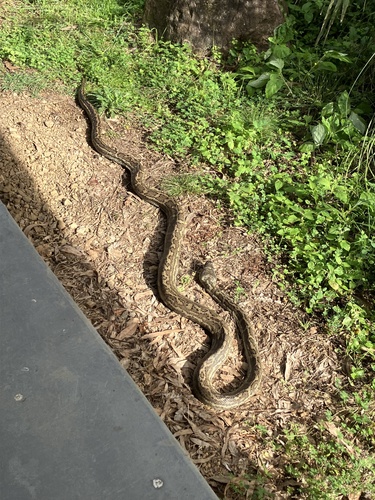 Coastal Carpet Python sighting