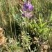 Lupinus lepidus ramosus - Photo no rights reserved, uploaded by Leah Gardner