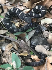 Crotalus cerberus