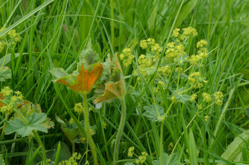 Lady's Mantle Rust
