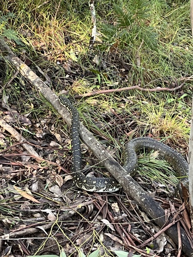 Diamond Python sighting