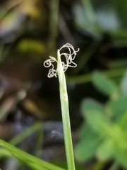 Eleocharis robbinsii
