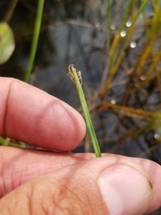 Eleocharis robbinsii