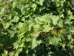 Vitis instabilis