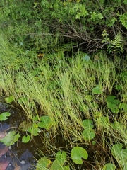 Eleocharis robbinsii