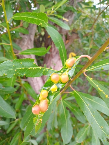 iNaturalist observation photo of Willow Apple Gall Sawfly
