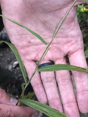 Muhlenbergia tenuiflora