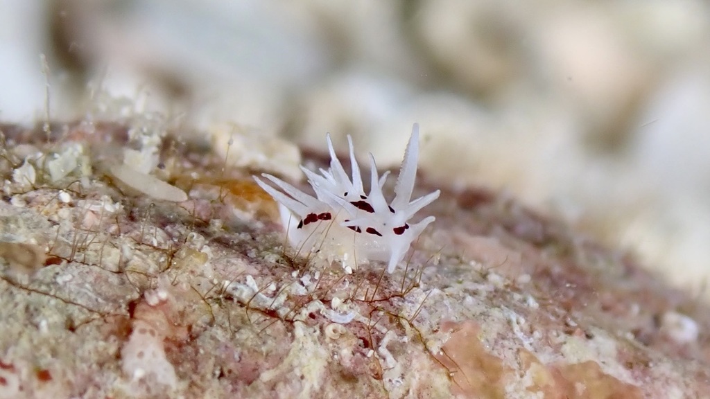 Bermudella brunneomaculata