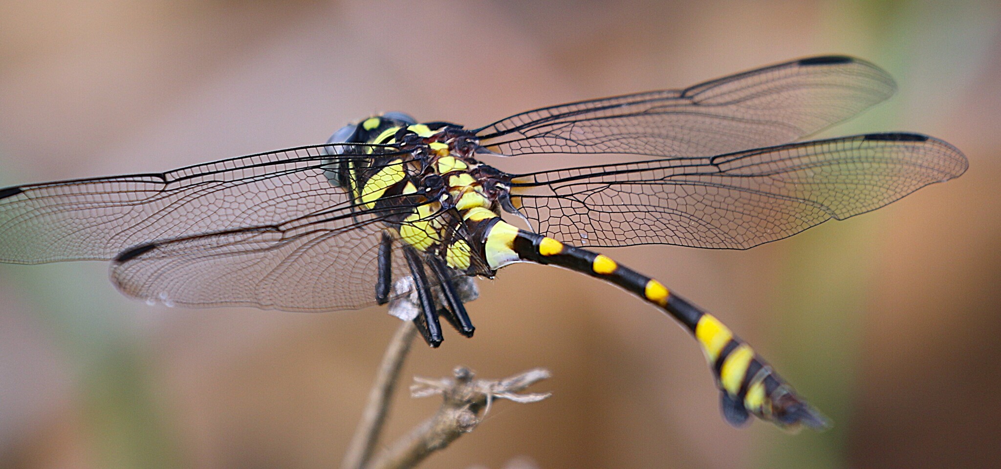 Indian Common Clubtail