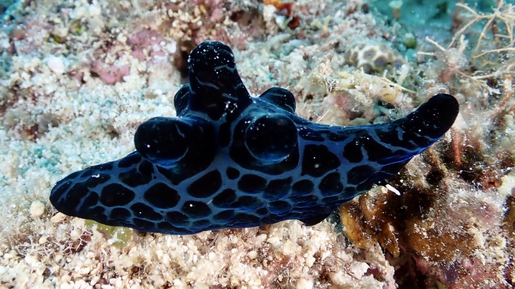 Velutin Snail