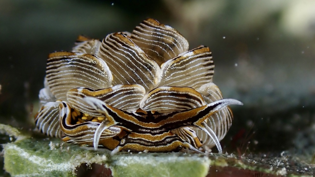 Tiger Butterfly Sea Slug