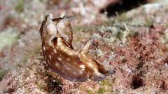 Aplysia nigrocincta