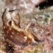Aplysia nigrocincta