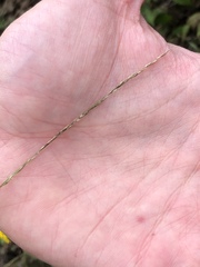 Muhlenbergia tenuiflora