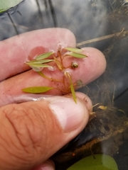 Potamogeton bicupulatus