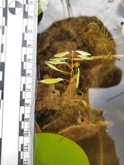 Potamogeton bicupulatus