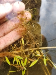Potamogeton bicupulatus