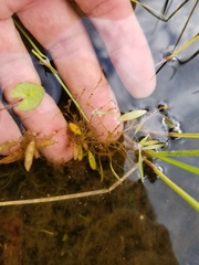 Potamogeton bicupulatus