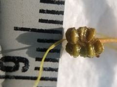 Potamogeton bicupulatus