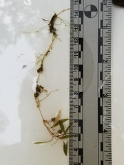 Potamogeton bicupulatus