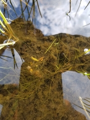 Potamogeton bicupulatus