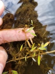 Potamogeton bicupulatus