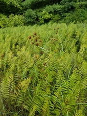 Rhynchospora macrostachya