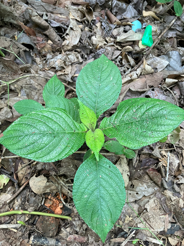 Strobilanthes crispa, photograph 5