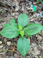 Strobilanthes crispa, photograph Stefan C, CC0, iNaturalist via GBIF