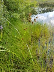 Rhynchospora macrostachya