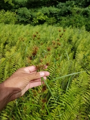 Rhynchospora macrostachya