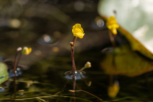humped bladderwort