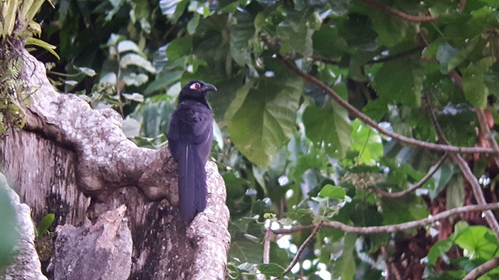 Violaceous Coucal photo