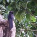 Violaceous Coucal - Photo (c) Norma Malinowski, some rights reserved (CC BY), uploaded by Norma Malinowski