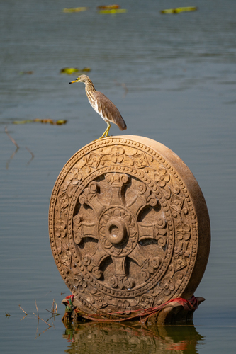 Pond Herons
