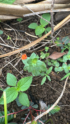 Lysimachia arvensis observed 2025-05-15