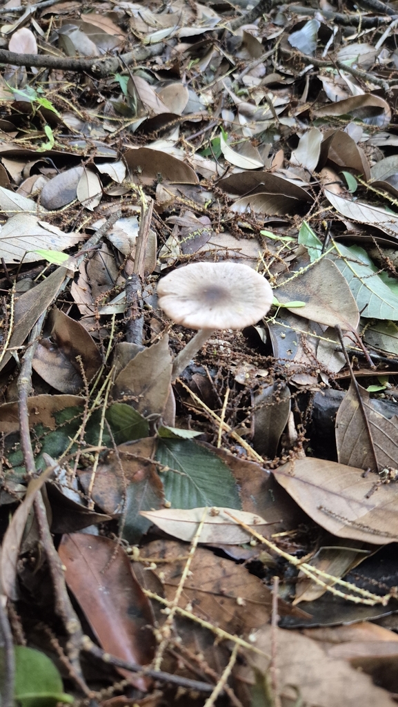 Coprinopsis cineraria · May 2025 · photo: © karliatje (iNaturalist, cc-by)
