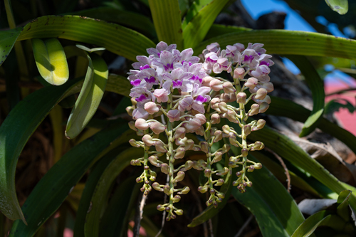 Rhynchostylis gigantea
