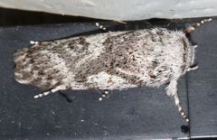 Cryptophasa irrorata