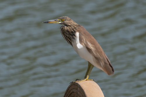 Chinese Pond-Heron