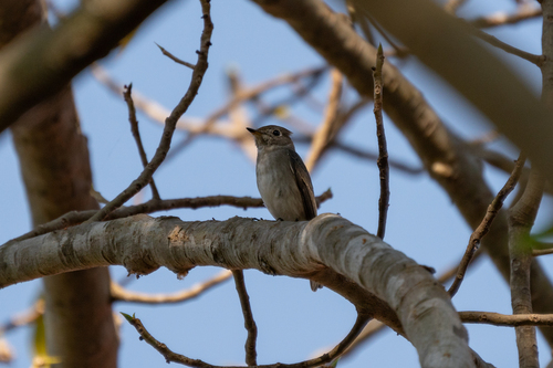 Asian Brown Flycatcher