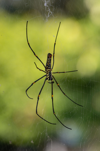 Giant Golden Orbweaver