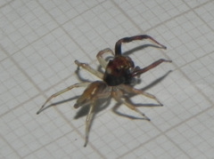 Noegus comatulus