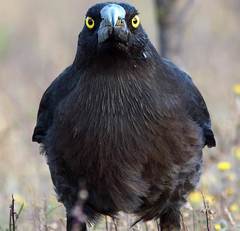 Strepera versicolor melanoptera