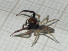 Noegus comatulus