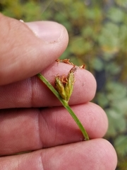 Schoenoplectus torreyi