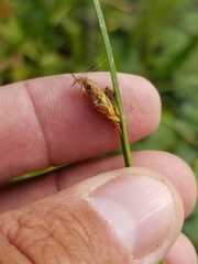 Schoenoplectus torreyi