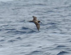 Pterodroma sandwichensis